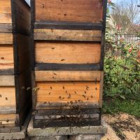 Bienenvolk -Völker Wirtschaftsvolk Zander Honig 3/5 Rheinland-Pfalz - Bad Breisig  Vorschau
