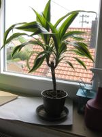 Zimmerpflanze, Palme - Dracaena Baden-Württemberg - Bondorf Vorschau