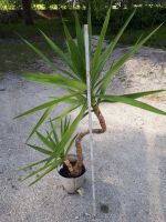 Yucca Palme Bayern - Möttingen Vorschau
