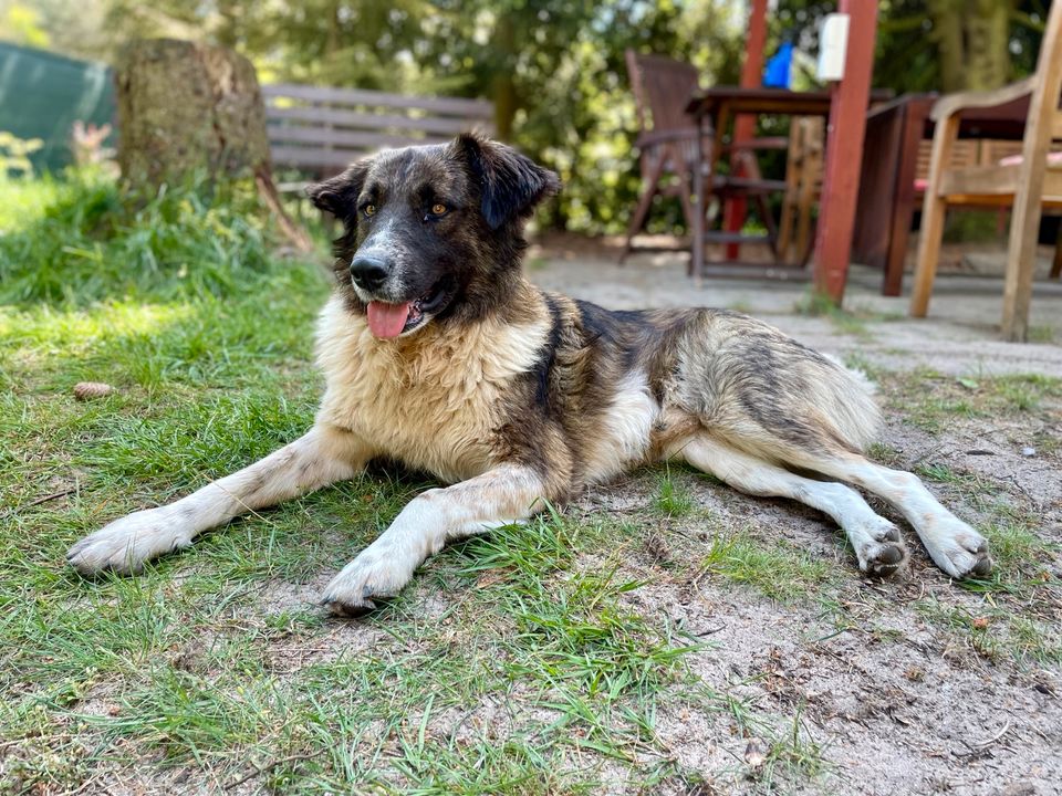 Bernsteinäuglein Watson ❤️ sucht seine Menschen in Hildesheim