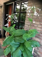 Saatgut/Samen - Ziertabak (Nicotiana alata) Nordrhein-Westfalen - Viersen Vorschau