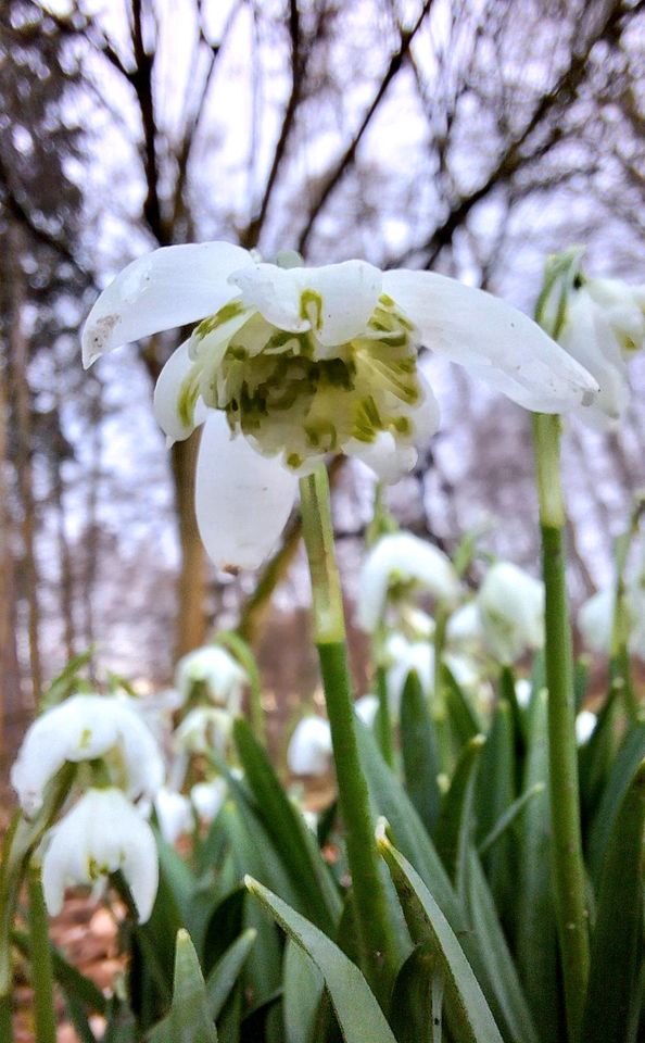 Gefüllte Schneeglöckchen 'Galanthus Flore Pleno', Zwiebeln in Salzgitter