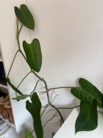 Philodendron Pflanze 1,80m Hannover - Bothfeld-Vahrenheide Vorschau