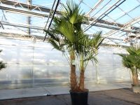Palmengruppe 300 cm Trachycarpus Fortunei 2-3 stämmig Nordrhein-Westfalen - Goch Vorschau