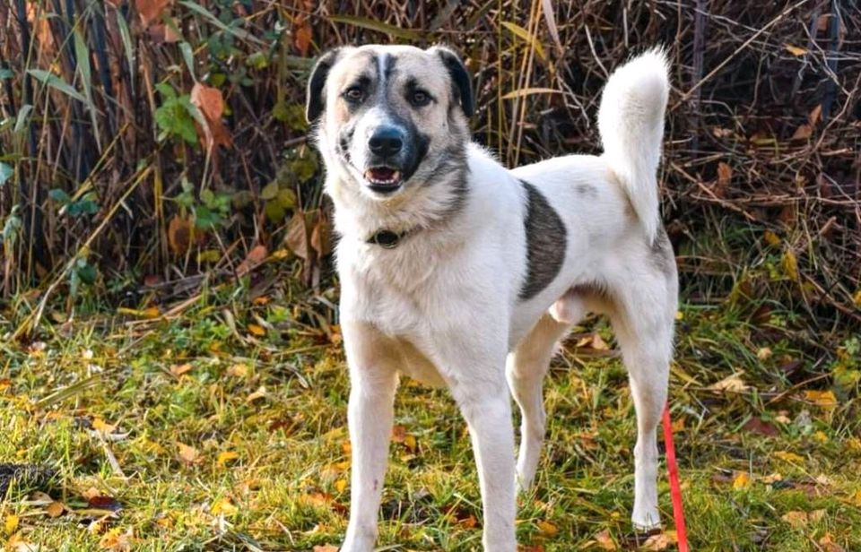 Ducati - perfekter Hofhund sucht sein Zuhause ❤️ in Bad Oeynhausen