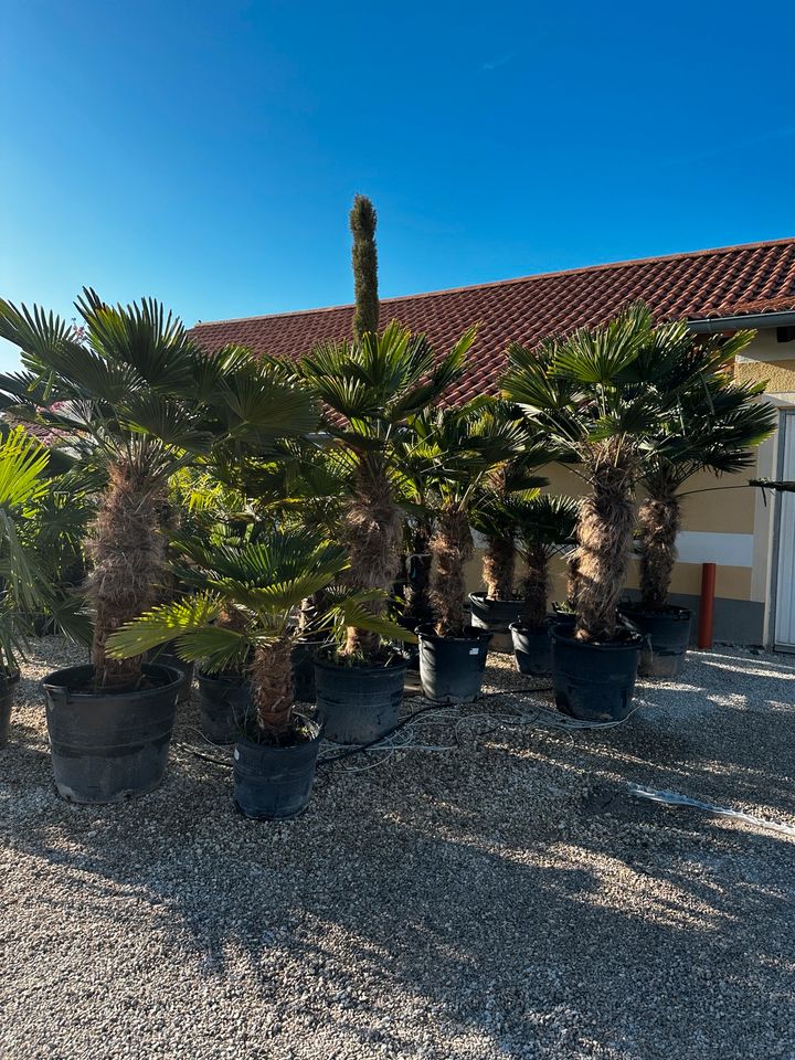 Hanfpalme Trachycarpus „Wagnerianus“, frosthart in Straußfurt