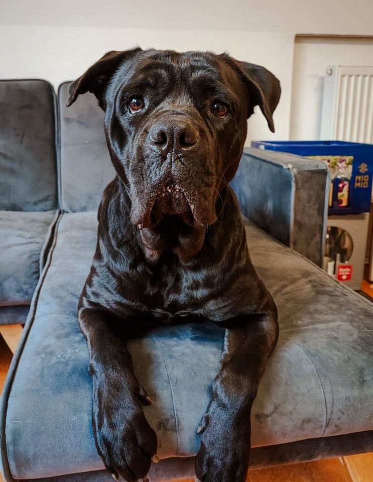 Tierheim: Cane Corso Lissy möchte ausziehen in Wiesenburg/Mark