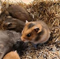 Goldhamster Hamsterladen Steinmann Plettenberg Nordrhein-Westfalen - Plettenberg Vorschau