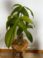 Philodendron Florida Ghost Ableger Düsseldorf - Friedrichstadt Vorschau