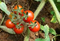 20 Samen Cherrytomaten Kirschtomaten Rheinland-Pfalz - Krottelbach Vorschau