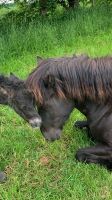 Islandstute Isländer mit Fohlen Nordrhein-Westfalen - Wachtendonk Vorschau