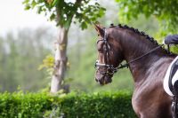 REITUNTERRICHT l TALENT- UND TURNIERFÖRDERUNG Hessen - Hünstetten Vorschau