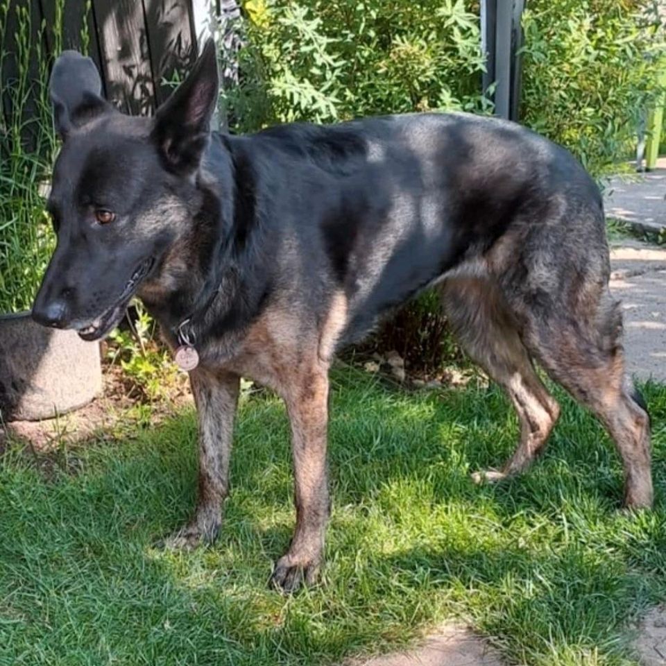 Tierschutz: bezaubernde Cloe sucht ihr Zuhause in Merchweiler