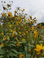 Staudensonnenblume Helianthus Bienenweide Schnittblume Hecke Zaun Niedersachsen - Uelzen Vorschau