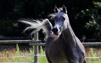 Vollblutaraber rein ägyptisch Niedersachsen - Großenkneten Vorschau