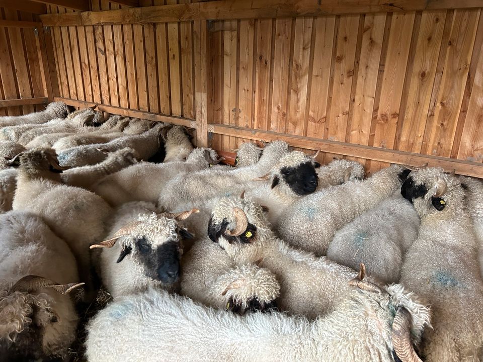 Walliser Schwarznasen Zuchtgruppe in München