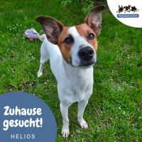 HELIOS Ratonero Bodeguero Andaluz Terrier Rüde Tierschutz Hund Mecklenburg-Strelitz - Landkreis - Neustrelitz Vorschau