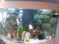 Aquarium mit Fischen Sachsen - Torgau Vorschau