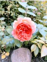 Garten 5 Rosensträucher "Vanero" Farbe Apricot/Rosa Höhe 1 -1.30m Kreis Pinneberg - Elmshorn Vorschau