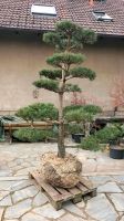 Gartenbonsai, Bonsai, Japangarten, Formgehölz, Niwaki, Kiefer Sachsen-Anhalt - Derenburg Vorschau