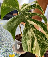 Monstera Deliciosa Varigata Nordrhein-Westfalen - Düren Vorschau