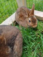 Junge Zwergkaninchen Castorrex geimpft ! Niedersachsen - Osnabrück Vorschau