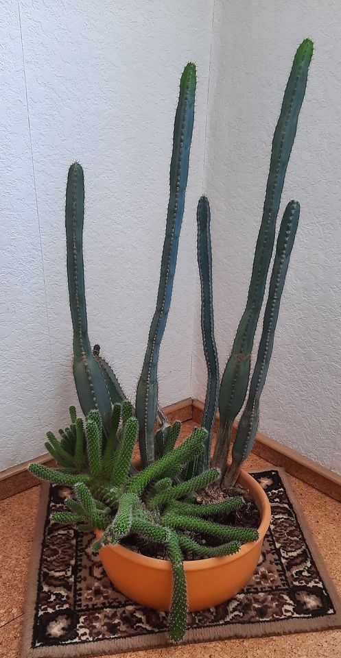 Felsenkaktus Cereus repandus ca. 75 cm hoch in Sinsheim