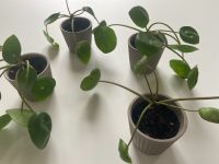Pilea peperomioides Pflanze Glückstaler Chinesischer Geldbaum Hannover - Mitte Vorschau