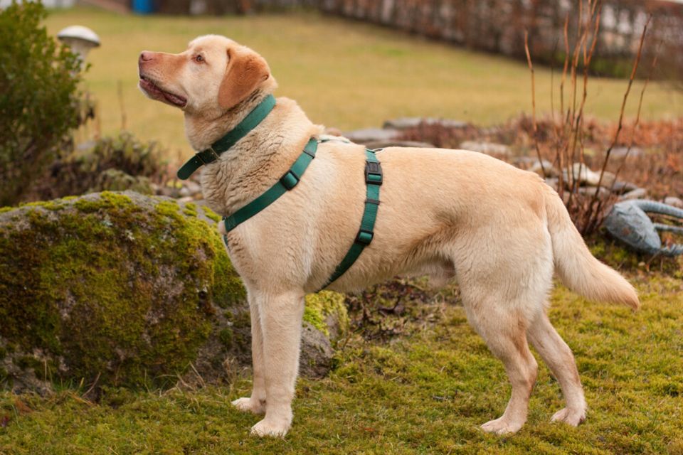 Leonell, Labrador, 6 Jahre, männlich, Tierhilfe Franken e.V. in Lauf a.d. Pegnitz