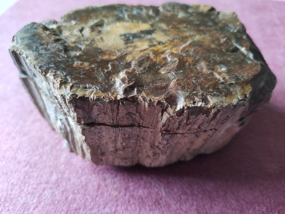 Dickes Stück versteinertes Holz, ca. 1.295g, 13x9x6cm, fossil in Düsseldorf