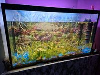 Aquarium 220l Bayern - Augsburg Vorschau