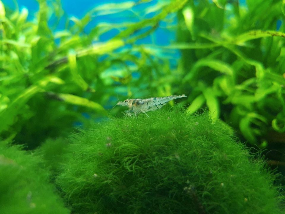 Caridina Sulawesi-Inlandsgarnelen in Bochum