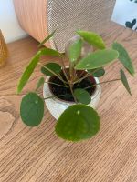 Chinesischer Geldbaum (Pilea peperomioides) Bayern - Cadolzburg Vorschau