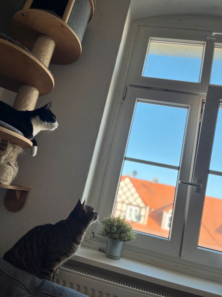 2 Kater abzugeben in Burg