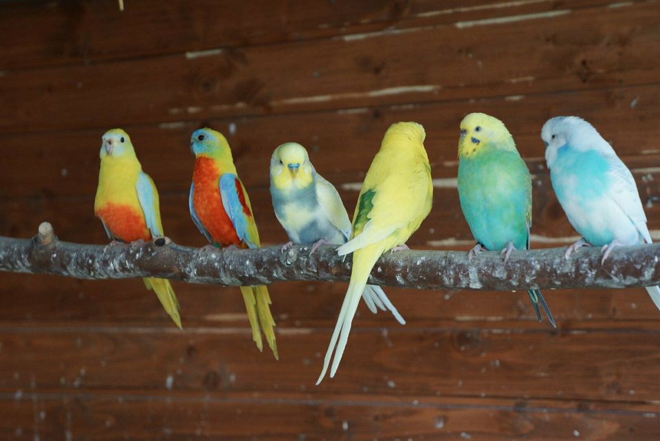 Junge und Zuchtreife Wellensittiche, Rainbow, TCB in Schweich