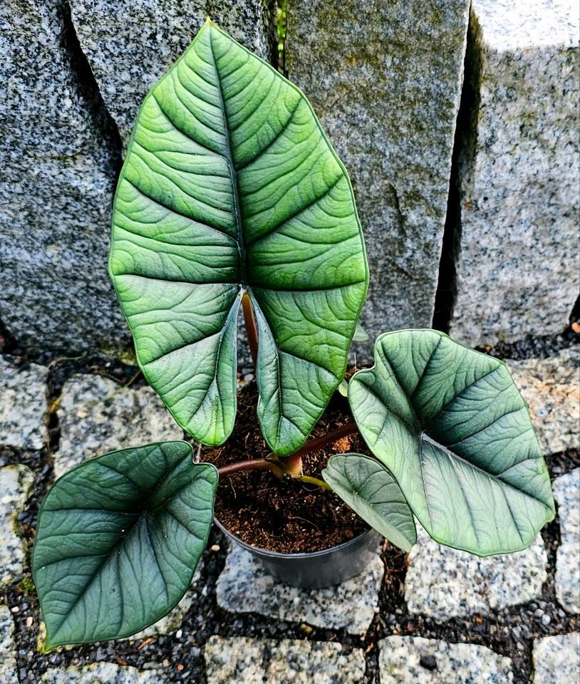 Alocasia Platinum -  M1 in Obertshausen