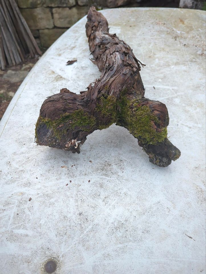 Alte Weinreben Tischdeko in Walheim