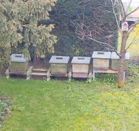 1 starkes Bienenvolk auf Dadant Neuhausen-Nymphenburg - Nymphenburg Vorschau