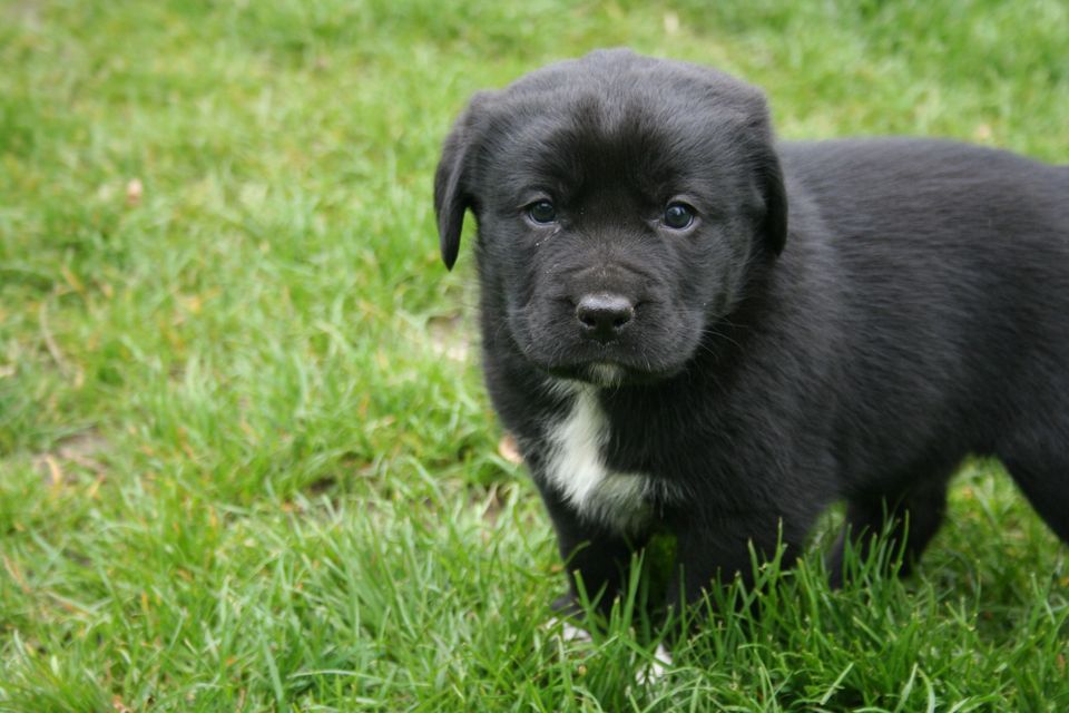 Labrador x Mini Australian Shepherd Mischlings Welpen Rüden. in Rietberg