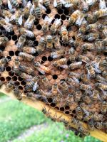 Bienenableger 2024 Buckfast Dnm 1,5 Niedersachsen - Sassenburg Vorschau