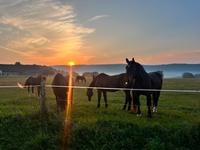 Offenstall auf dem Gut Rosshof hat Plätze frei Bayern - Großheubach Vorschau