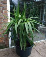 Yucca Palme mit Elefantenfuß - 1,4m hoch/ 1,0m breit Elephantipes Aachen - Verlautenheide Vorschau