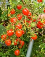 Krautfäuleresistente Wildtomaten Freiland Tomatenpflanzen Berlin - Wilmersdorf Vorschau