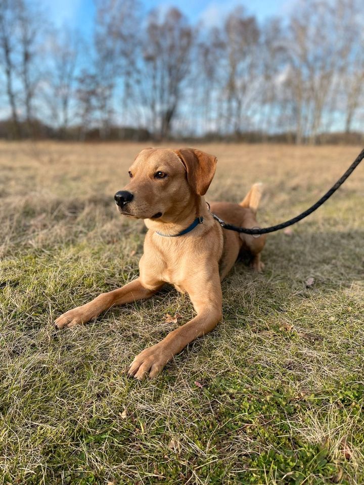 Timba sucht sportliches Frauchen und oder Herrchen in Ueckermuende