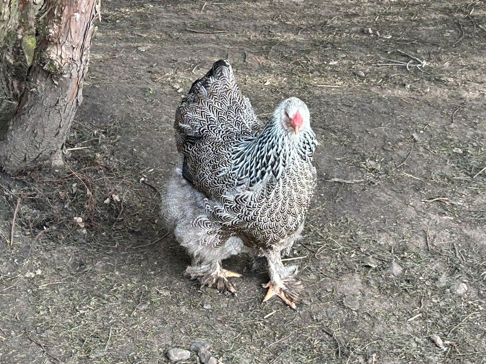 Bruteier grosse Brahma Hühner Henne Hahn in Großefehn