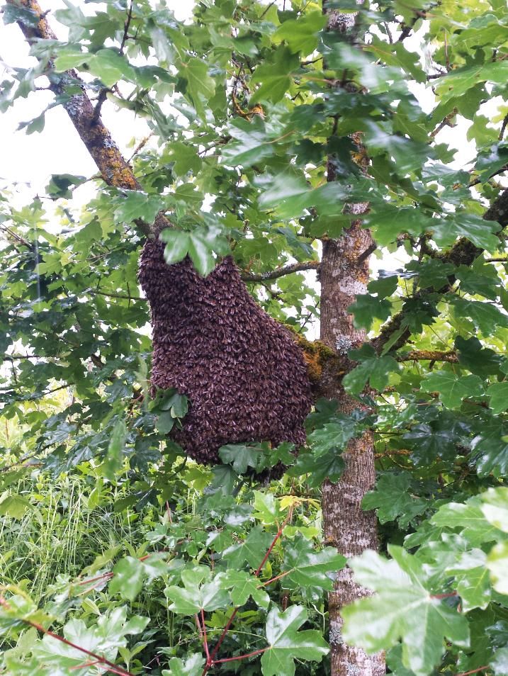 Bienenschwarm entfernen - Imker - kostenlos in Thedinghausen