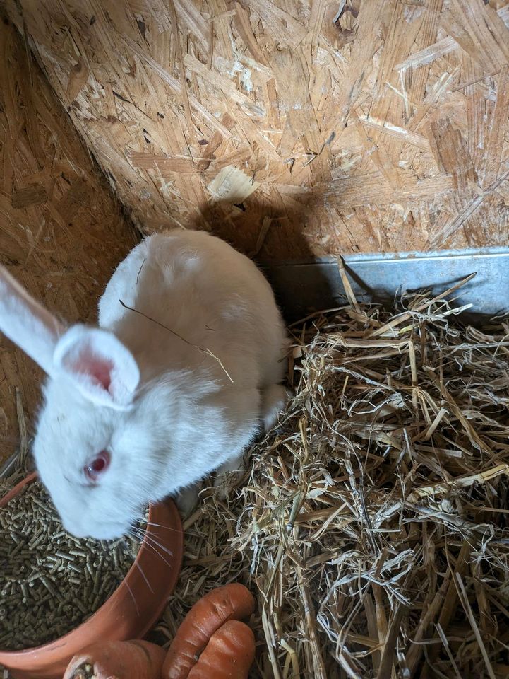 Kaninchen Weibchen Albino in Engelschoff