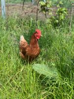 Legereife Junghennen Legehennen Hühner Hühnerverkauf Nordrhein-Westfalen - Leverkusen Vorschau