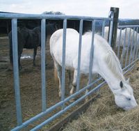 Fressgitter Pferde Pony Panel mobile Fressgitter Zaun Niedersachsen - Filsum Vorschau