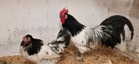 Hühnerfutter, Geflügelfutter je 50kg Hessen - Hessisch Lichtenau Vorschau